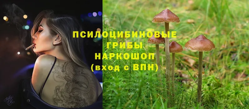 Галлюциногенные грибы Psilocybe  Льгов 