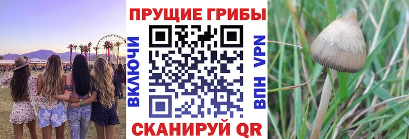 Псилоцибиновые грибы Psilocybine cubensis  Льгов 